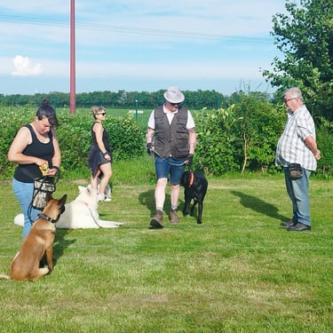 cours éducation canine aniche