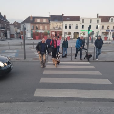 promenade canine en ville ecole du chiot aniche