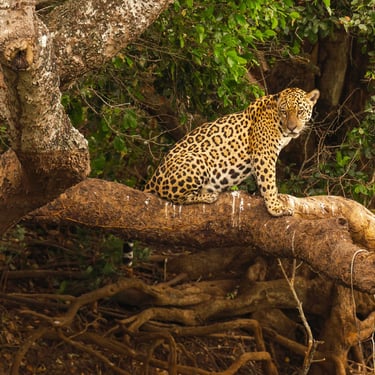 Jaguar Siting on the tree