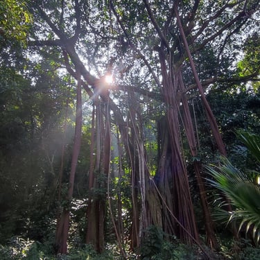Parque Lage, Rio de Janeiro