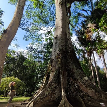 Jardim Botânico, Rio de Janeiro