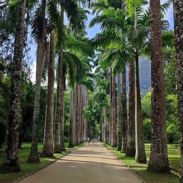 Palmeiras Imperiais, Jardim Botânico, Rio de Janeiro