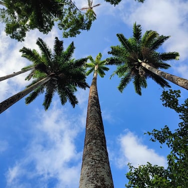 Palmeiras, Jardim Botânico, Rio de Janeiro