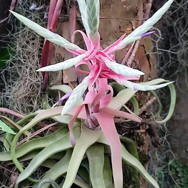 Jardim Botânico, Rio de Janeiro