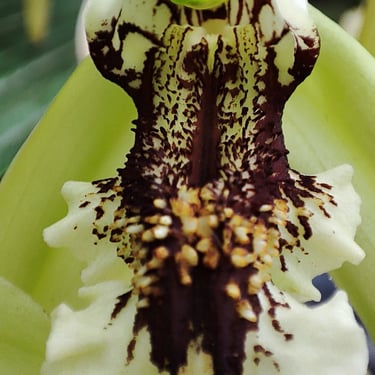orquidário, Jardim Botânico, Rio de Janeiro