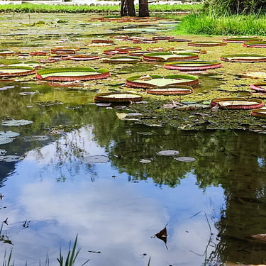 Jardim Botânico, Rio de Janeiro