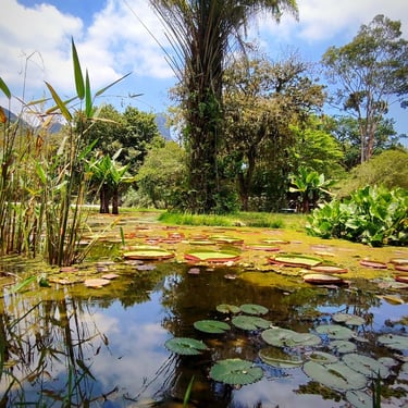 Jardim Botânico, Rio de Janeiro