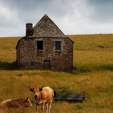 Des vaches près d'un buron dans l'Aubrac