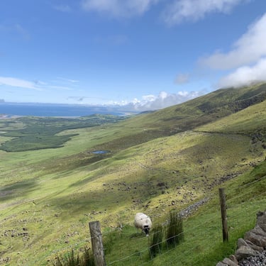 Paysage en Irlande avec un mouton