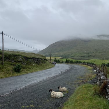 Moutons sur la route en Irlande
