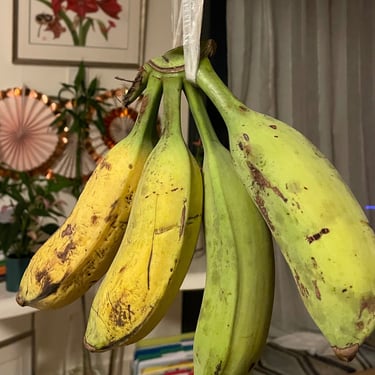 a bunch of bananas