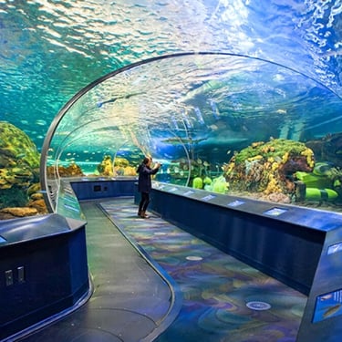 Ripleys Aquarium Shark Tunnel, supports and metal work done by Pengelly