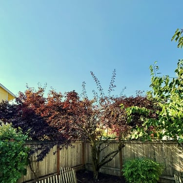 A tree being trimmed in a backyard in Lynnwood WA