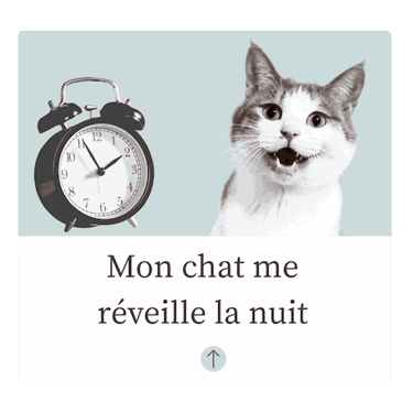 Chat miaule la nuit