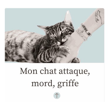 Chat Agressif