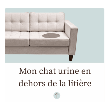Chat pipi partout
