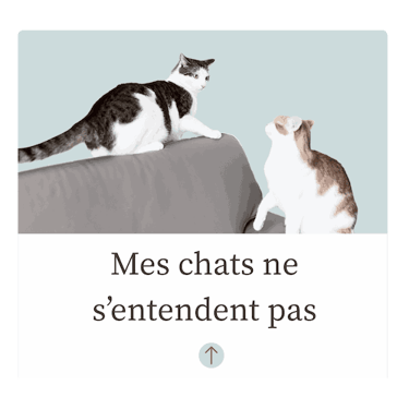 Chats ne s'entendent pas