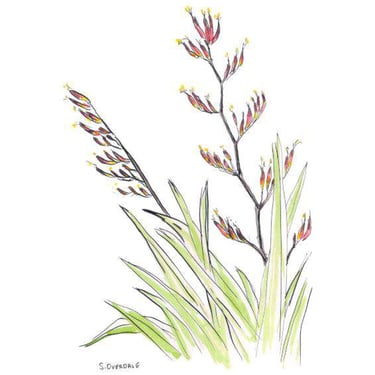 Painting of harakeke flowering in ink and watercolour, by Sarah Overdale