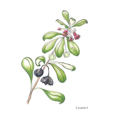 Painting of karo plant in ink and watercolour, by Sarah Overdale