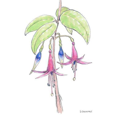 Painting of Kōtukutuku (NZ fuchsia) flowers in ink and watercolour, by Sarah Overdale