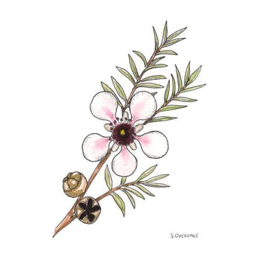 Painting of Manuka flower in ink and watercolour, by Sarah Overdale