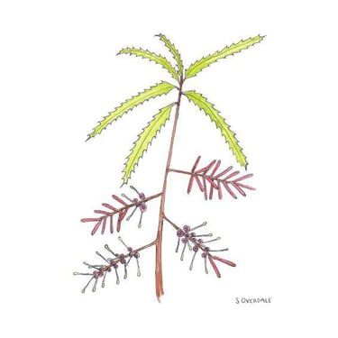 Painting of rewarewa flowering in ink and watercolour, by Sarah Overdale