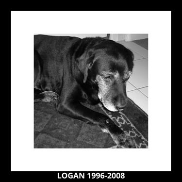 Un chien Labrador couché
