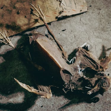 Squelette de pigeon mort