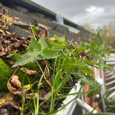 gutter full of weeds