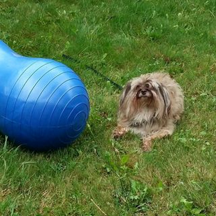 agility