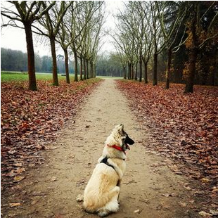 liberté chien