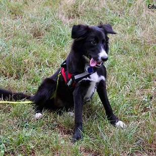 promenade chien border collie