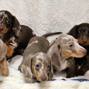 merle dachsund puppy in missouri