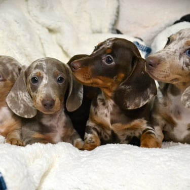 merle dachsund puppy in missouri
