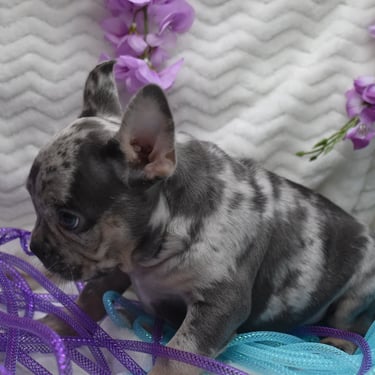 merle harlequin french bulldog puppy in missouri