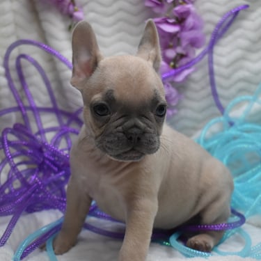 lilac french bulldog puppy in missouri