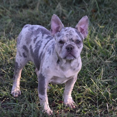 merle harlequin french bulldog puppy in missouri