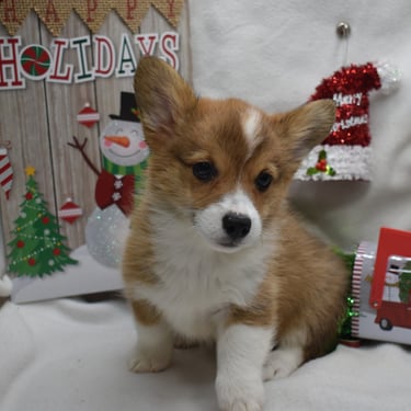 corgi puppy in missouri