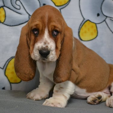 basset hound puppy in missouri