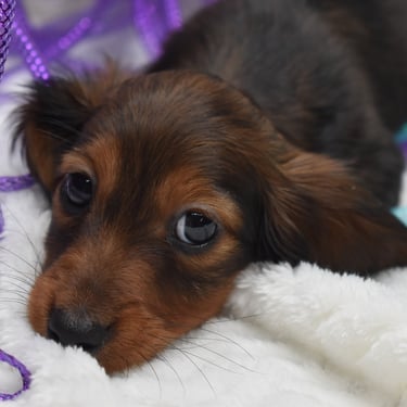 dachsund puppy in missouri