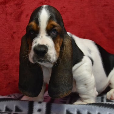basset hound puppy in missouri