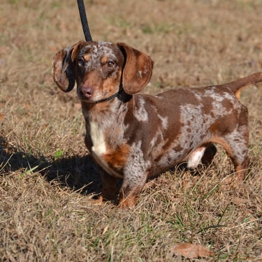 merle dachsund breeder in missouri