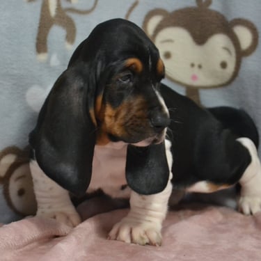basset hound puppy in missouri
