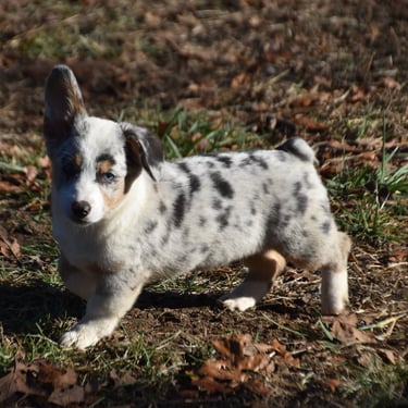 blue merle corgi puppy in missouri