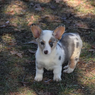 blue merle corgi puppy in missouri