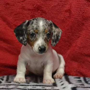 merle dachsund puppy in missouri