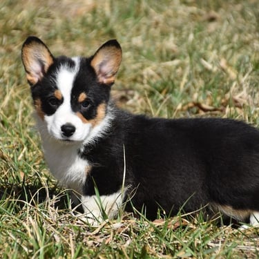 corgi puppy in missouri