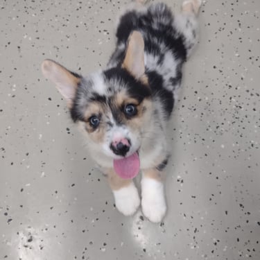 blue merle corgi puppy in missouri