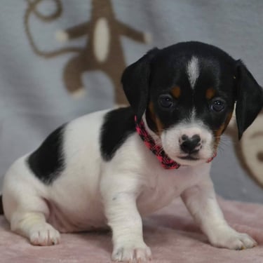 dachsund puppy in missouri