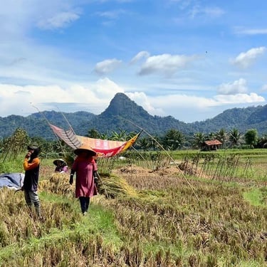 sawah produktif nuansa alam golden view